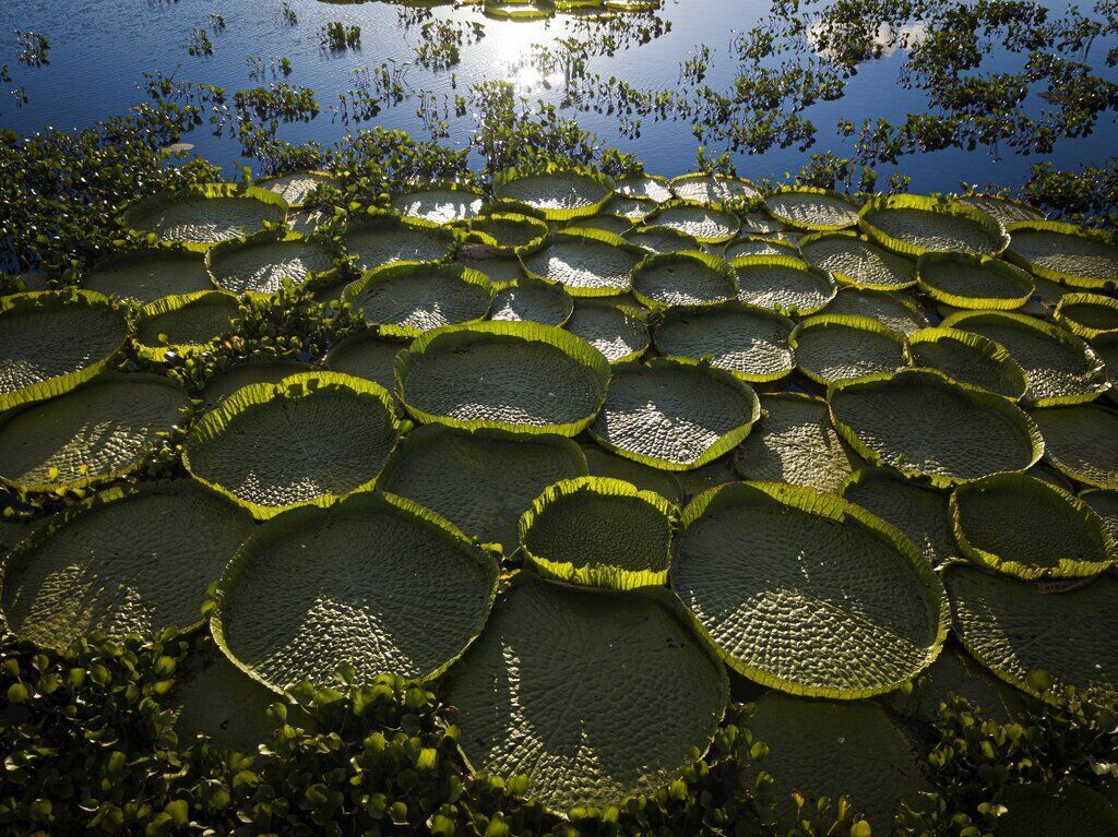 APTOPIX Paraguay Victoria Cruziana
